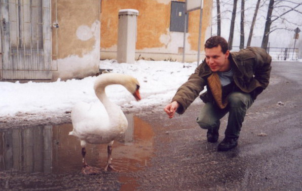 Nebuť labuť